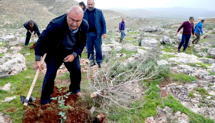 Palestinians united to replant hundreds of trees in northern West Bank valley right after an Israeli operation had uprooted them