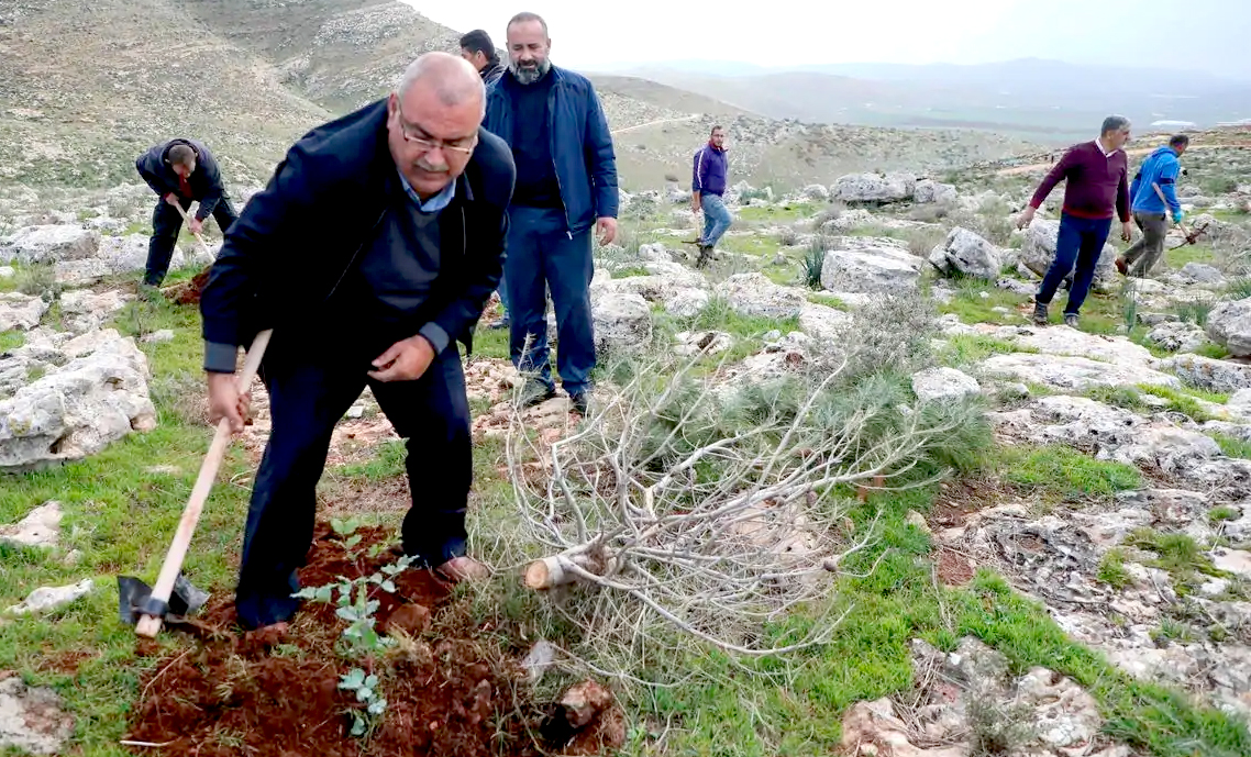 Palestinians united to replant hundreds of trees in northern West Bank valley right after an Israeli operation had uprooted them