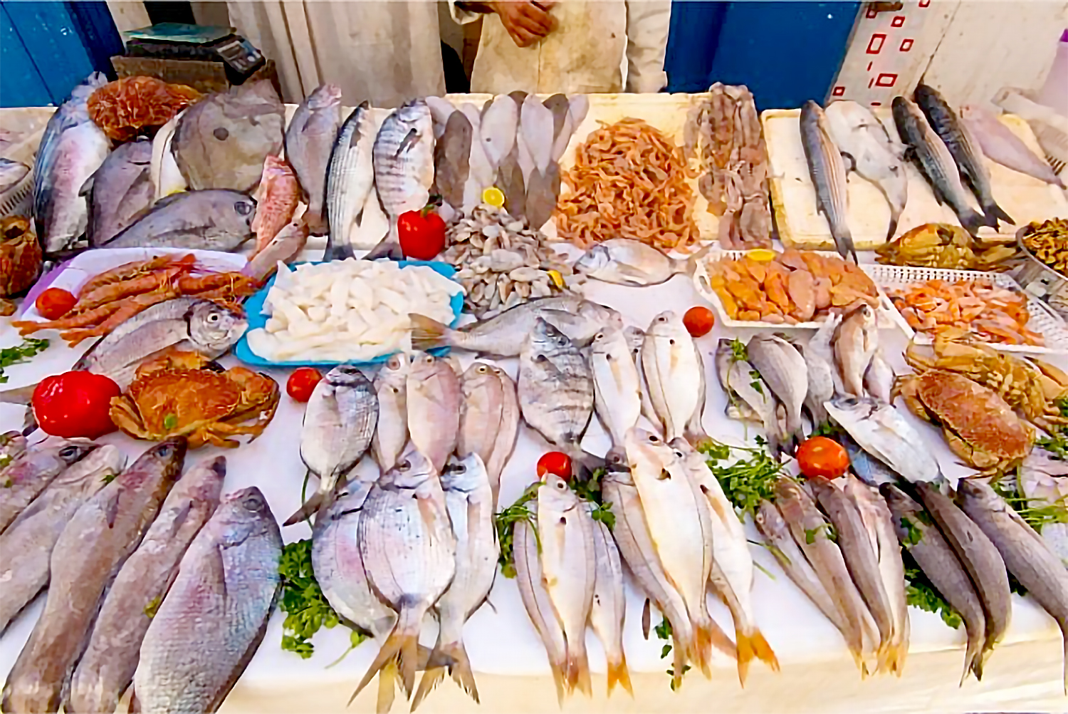 Morocco and The Basque Country Explore Investment Opportunities in the Fishing Sector
