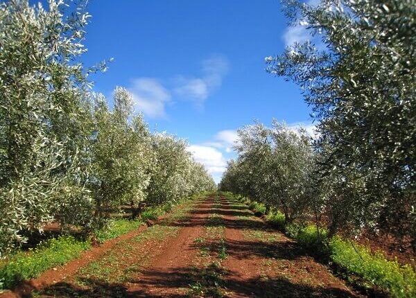 Olive Trees