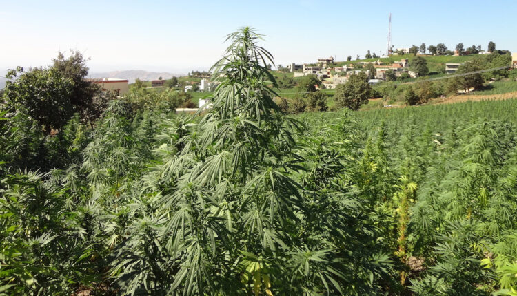 The Government Passes A Law Legalizing Cannabis Cultivation