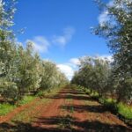 Olive Trees