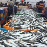 Drop in Coastal and Artisanal Fishing Returns
