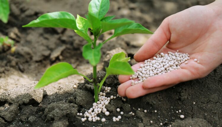 US imposes duties on OCP Phosphate exports