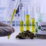 Morocco votes in Favor of Medicinal Cannabis in a Historic UN Vote