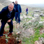 Palestinians united to replant hundreds of trees in northern West Bank valley right after an Israeli operation had uprooted them