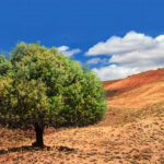 The UN Organization Adopts May 10th as International Day of Argania