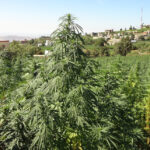 The Government Passes A Law Legalizing Cannabis Cultivation