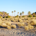 While Algeria Deports Moroccan Farmers, Morocco Avoids Reciprocity