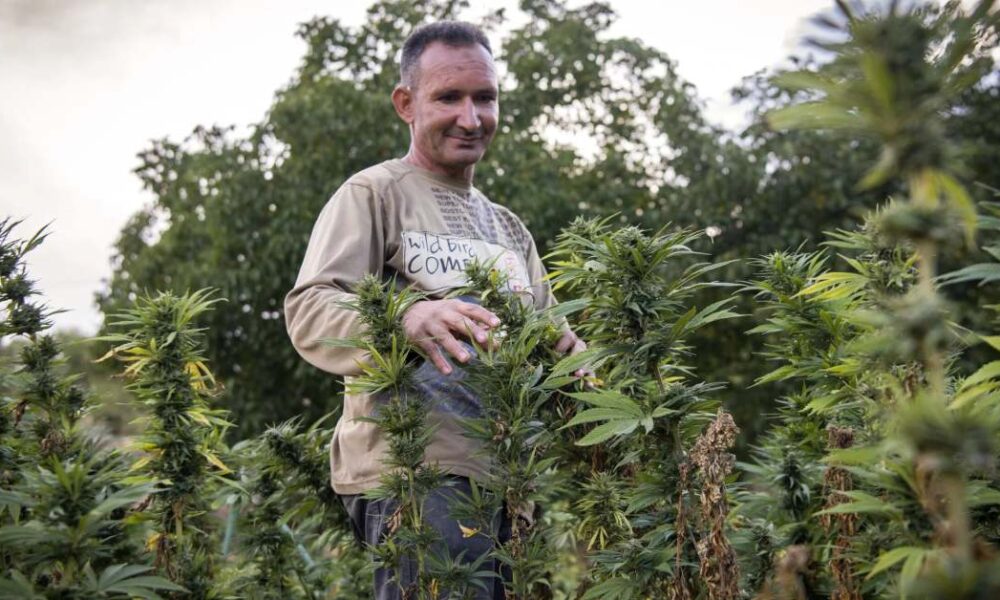 Licensed farmers in Al Hoceima tending Beldia cannabis crops across 844 hectares, 2025 season
