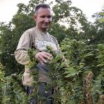 Licensed farmers in Al Hoceima tending Beldia cannabis crops across 844 hectares, 2025 season