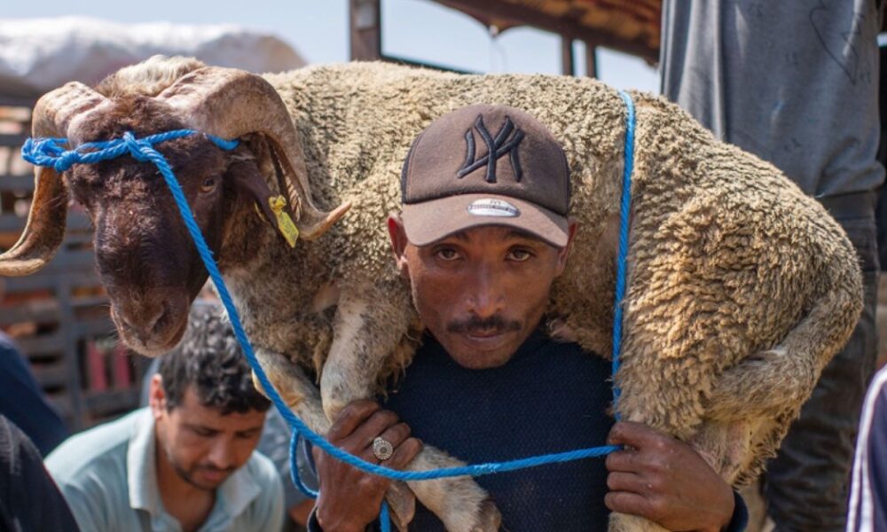 The sheep are there. The prices aren't. For many Moroccan families, Eid Al-Adha 2026 begins with a calculation they can't afford to make.