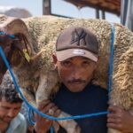 The sheep are there. The prices aren't. For many Moroccan families, Eid Al-Adha 2026 begins with a calculation they can't afford to make.