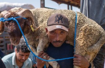 The sheep are there. The prices aren't. For many Moroccan families, Eid Al-Adha 2026 begins with a calculation they can't afford to make.